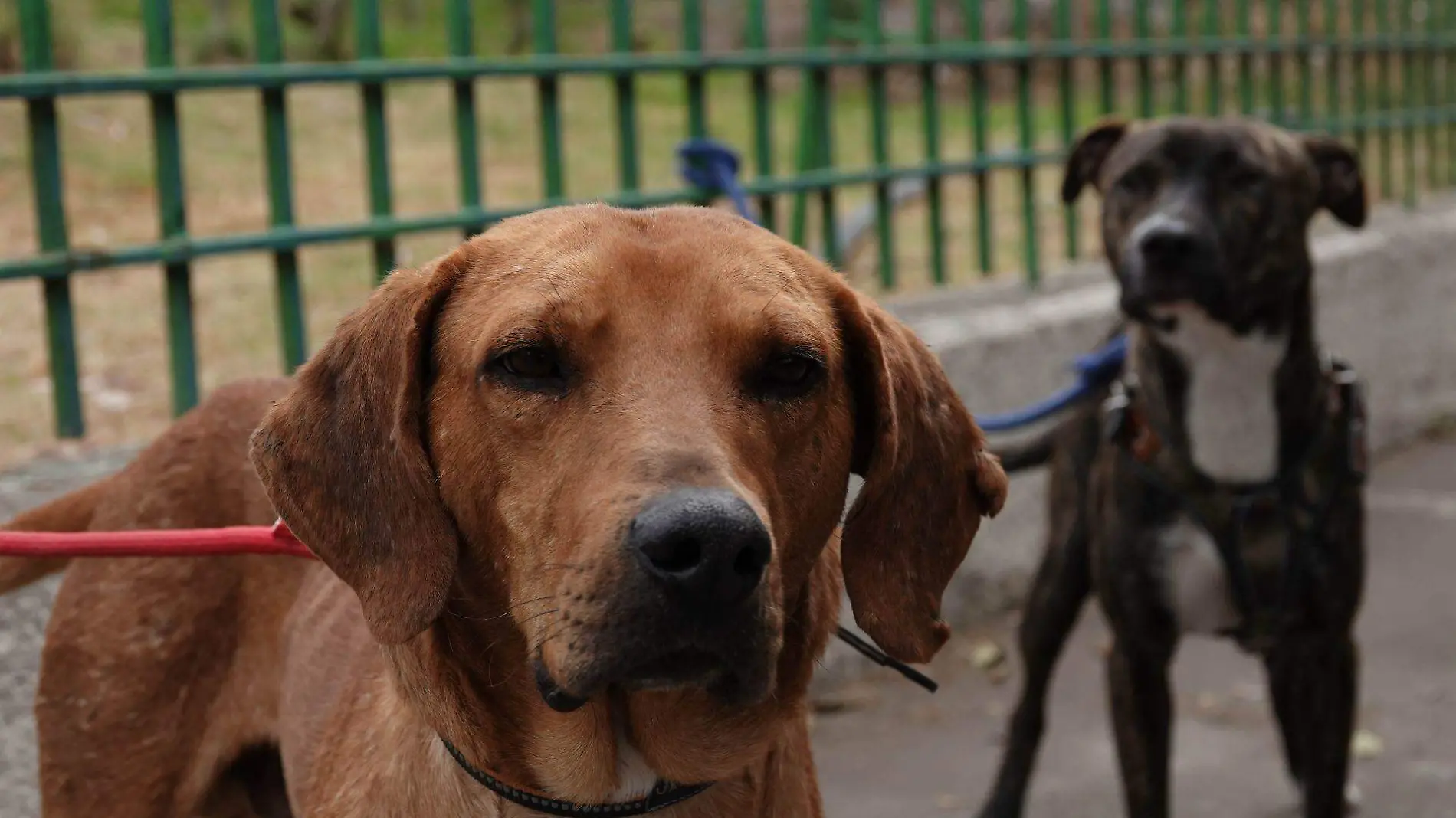 1011864_Reportaje Perritos Peregrinos Iztapalapa-2_web